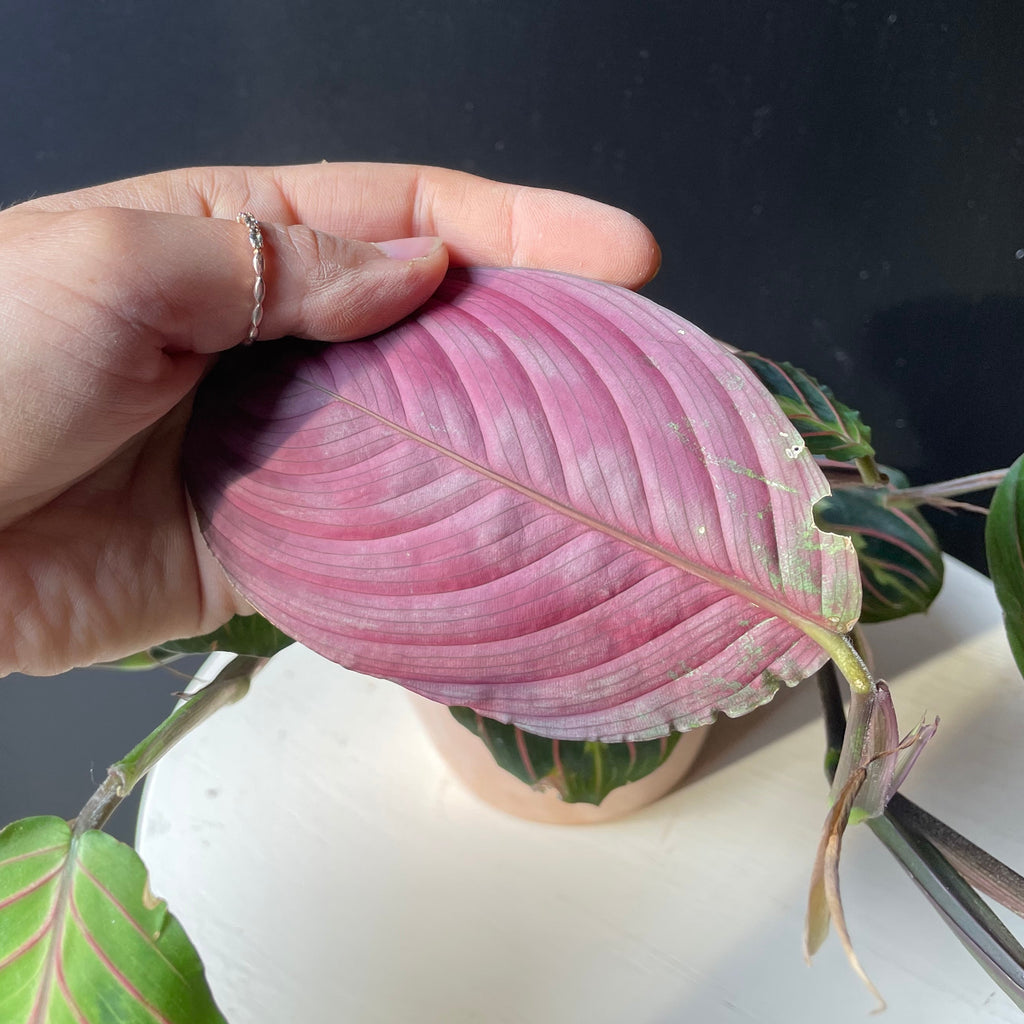 Maranta leuconeura