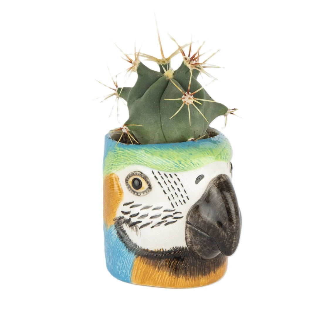 Papegøye minipotte