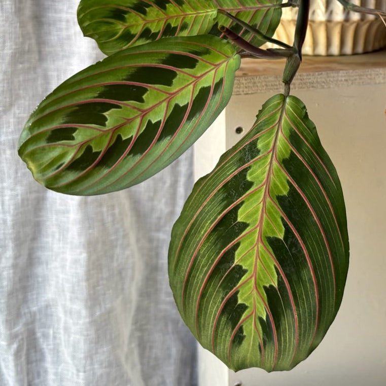 Maranta leuconeura