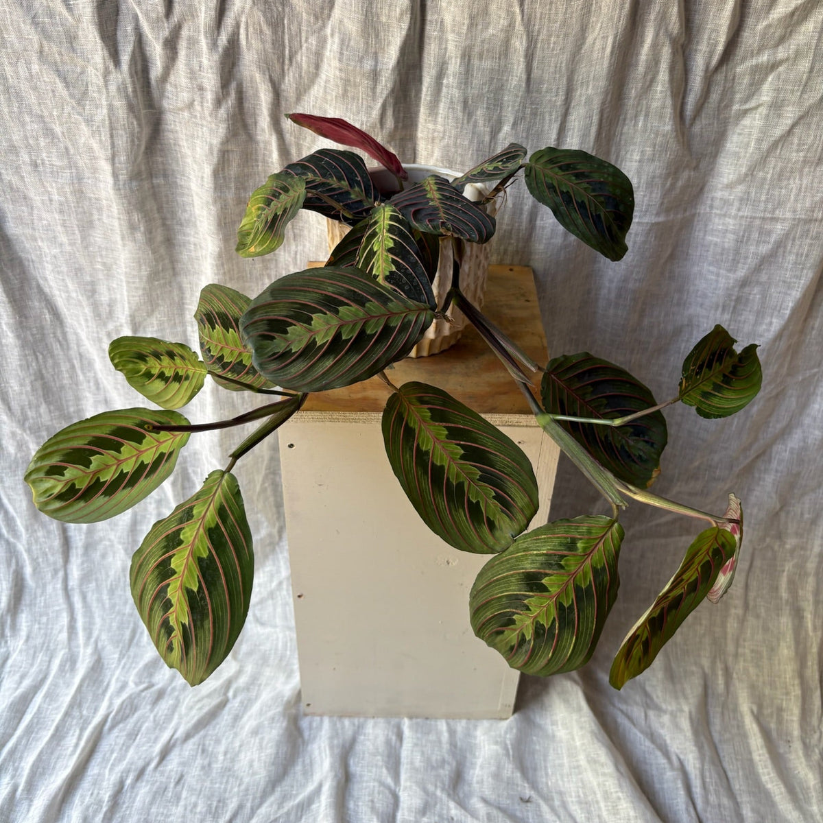 Maranta leuconeura