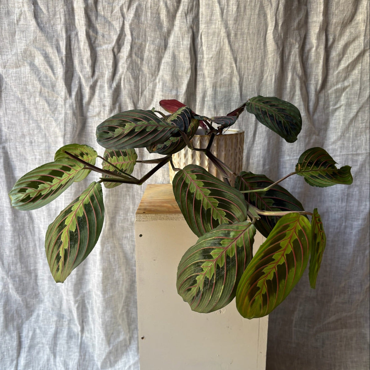 Maranta leuconeura
